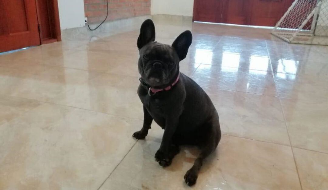 París, bulldog francés