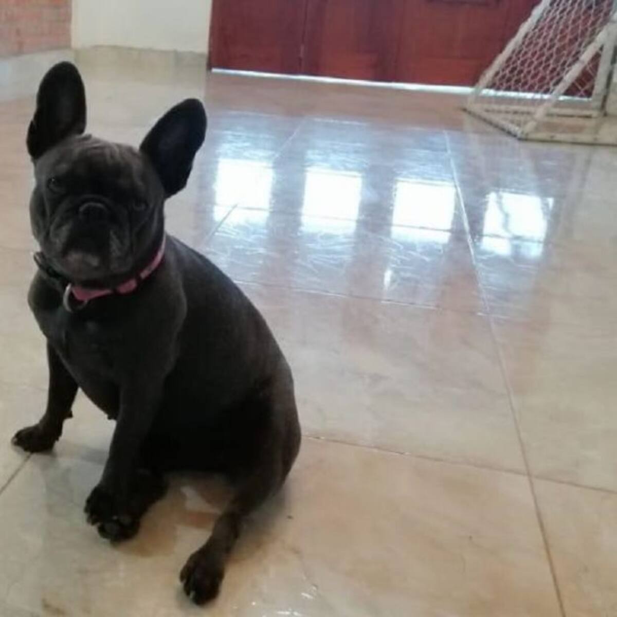 Justicia para 'París' perrita que falleció luego de traslado en bus a Cali
