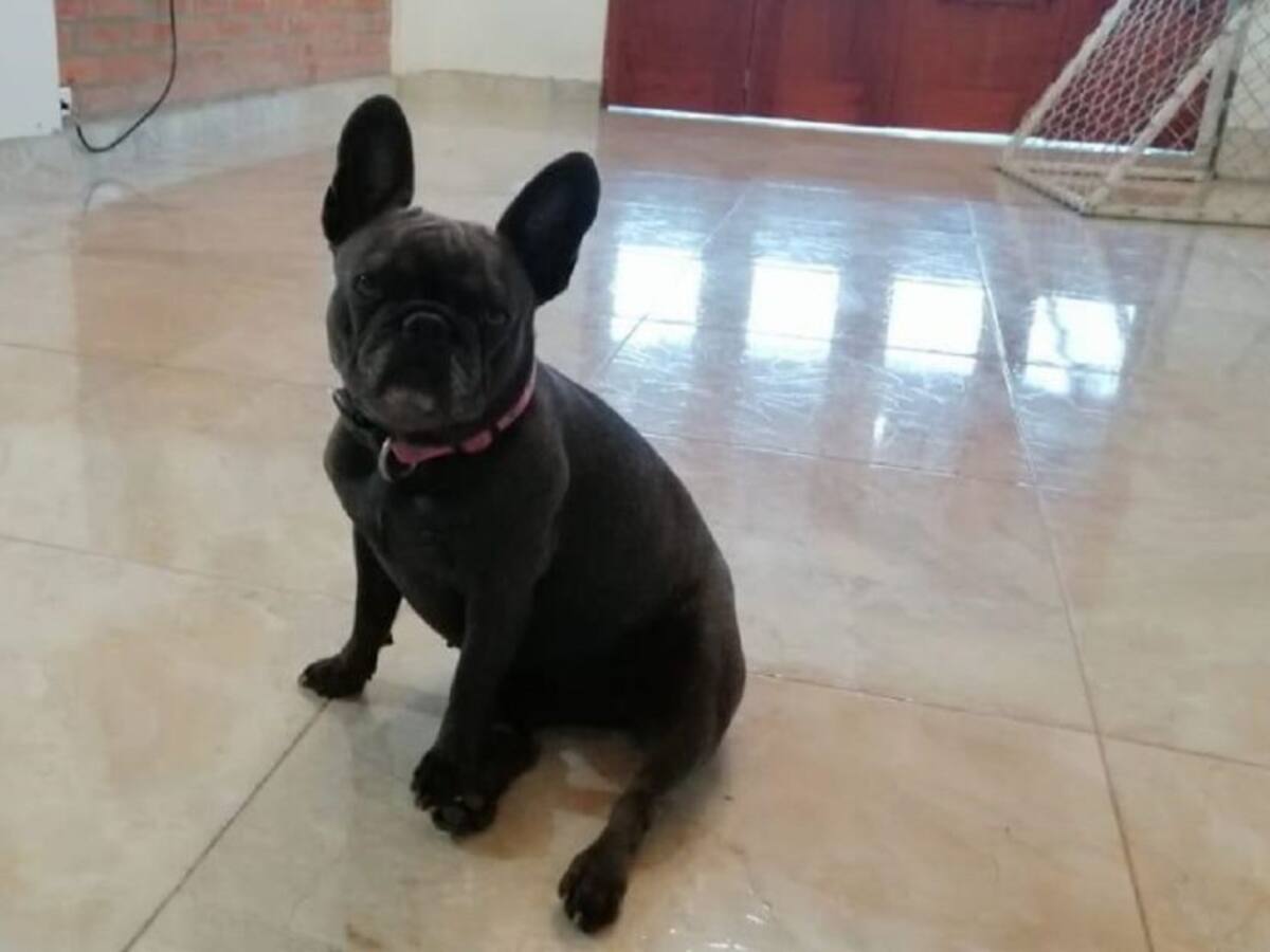 Justicia para 'París' perrita que falleció luego de traslado en bus a Cali