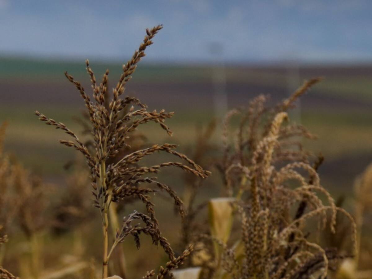 "Colombia Sostenible" pretende millonaria inversión en dólares para sector rural