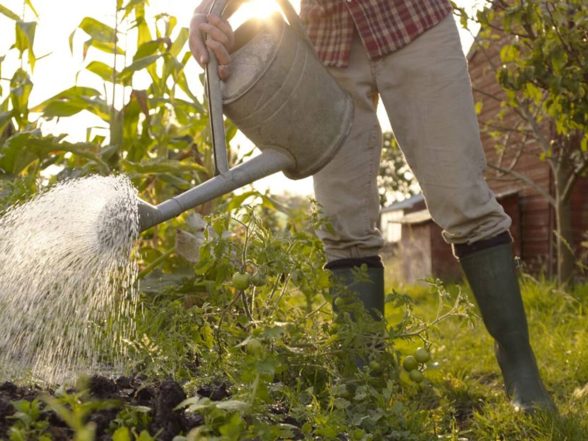 Huertas comunitarias, para apoyar a mujeres rurales en el Huila