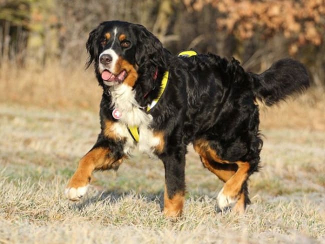 Los perros de granja también requieren amor y cuidado