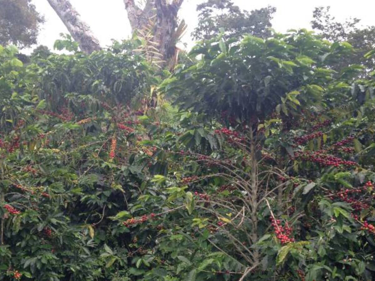 Proponen no vender café por debajo de los $800.000 la carga