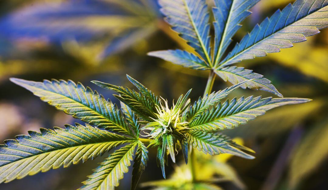 Ley de legalización de la marihuana será estudiada por Senado de EE.UU.