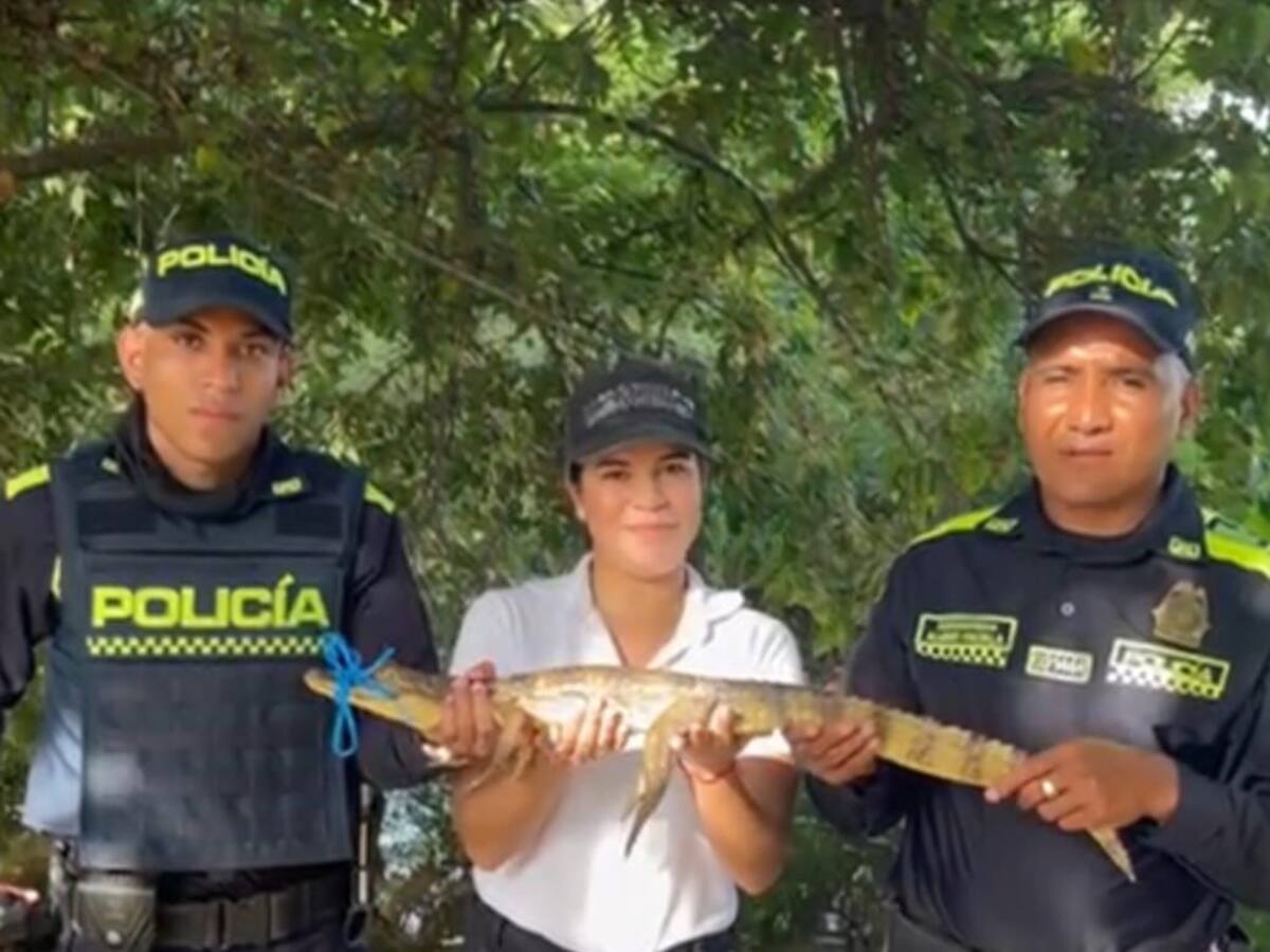 Policía logró la recuperación y liberación de babilla en Pinillos, sur de Bolívar