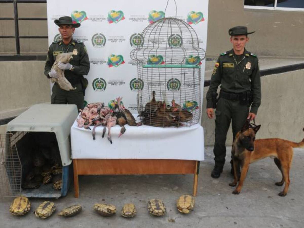 Capturan a dos personas por tráfico de especies en Bolívar