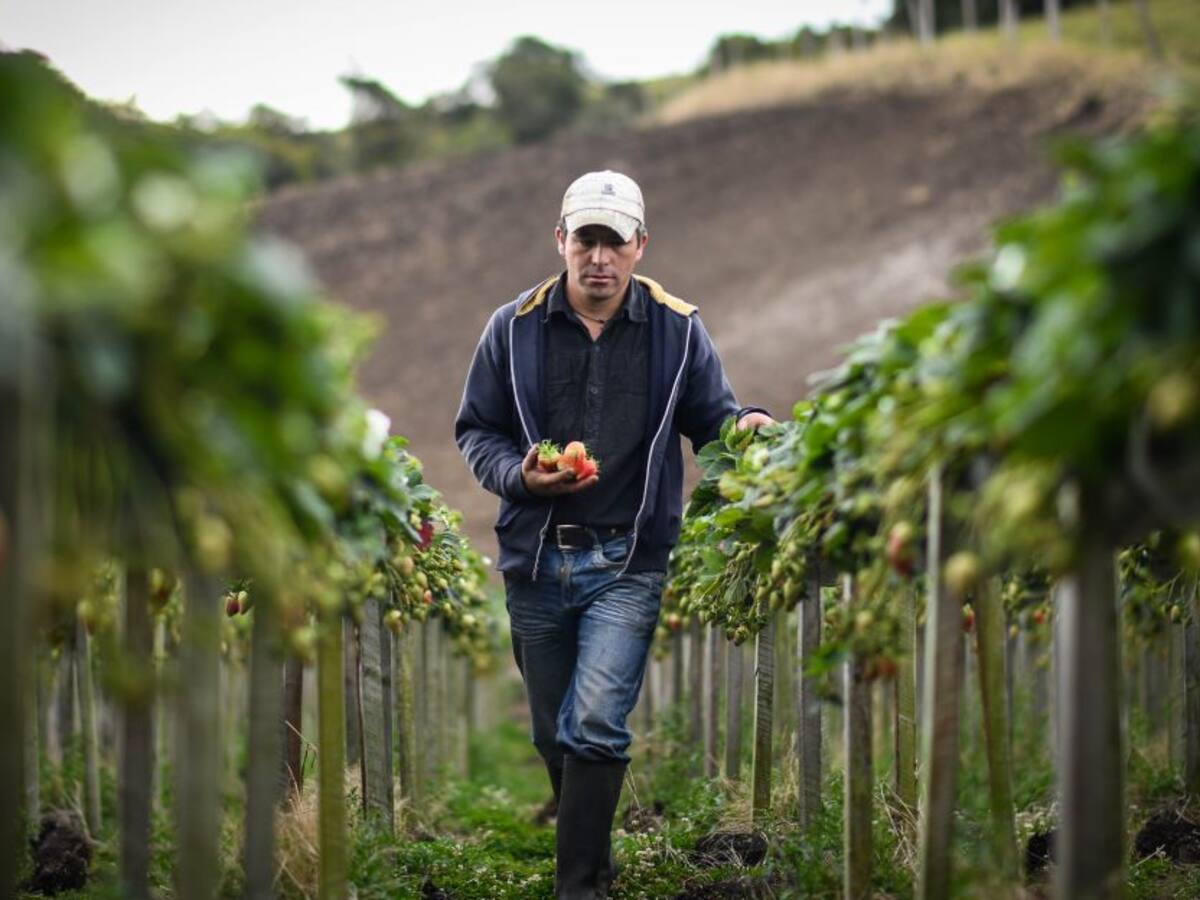 Gobierno destina un billón de pesos para atender a los agricultores