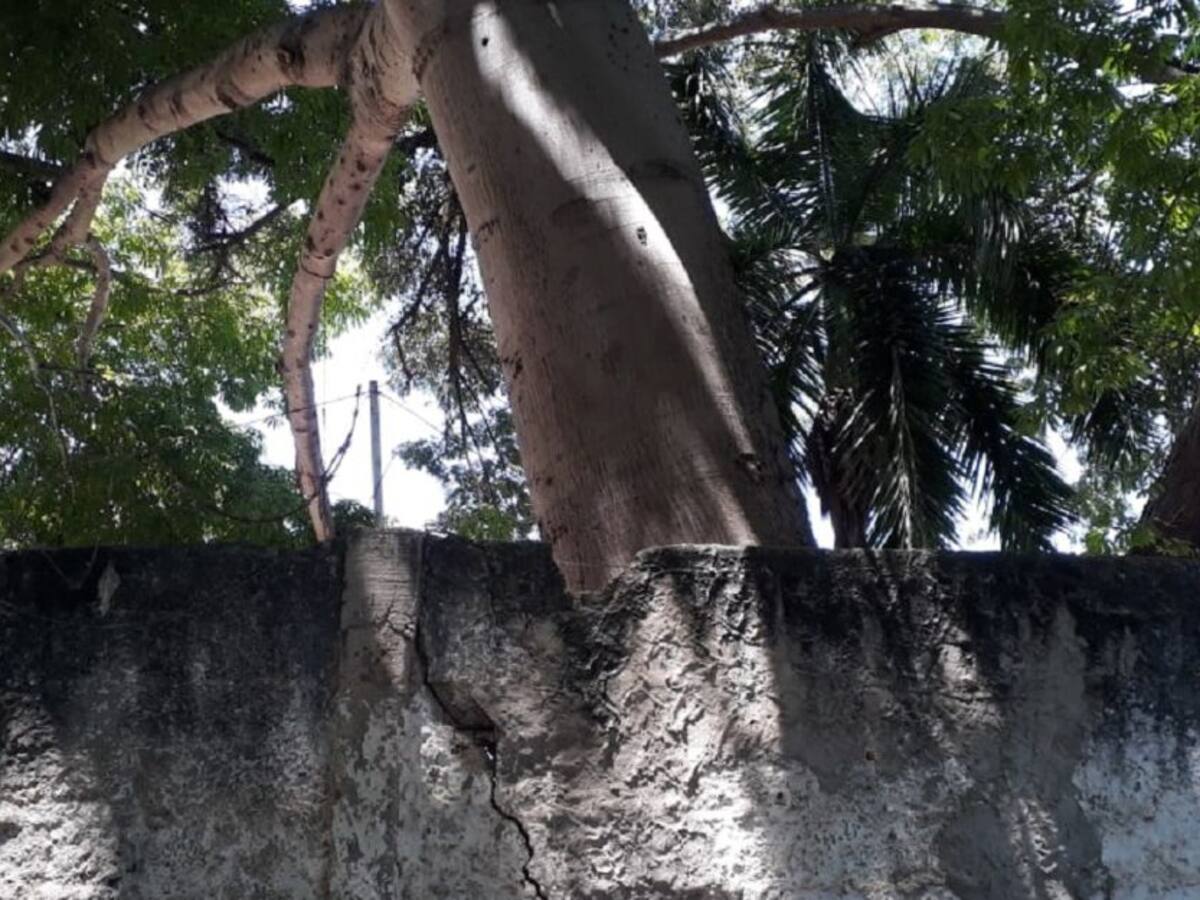 Árboles amenazan con desplomar pared de un cementerio en Cartagena