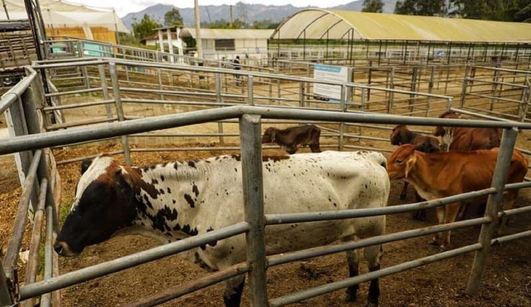 La actividad de compra y venta de ganado, se podrá desarrollar de forma remota con la modernización de la plaza de ferias