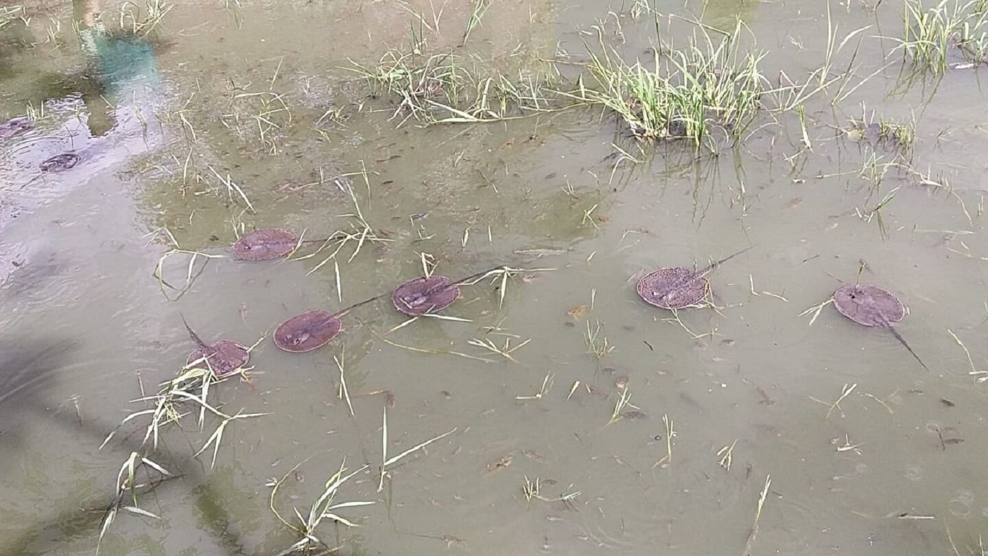 Cortesía Jaime Polo