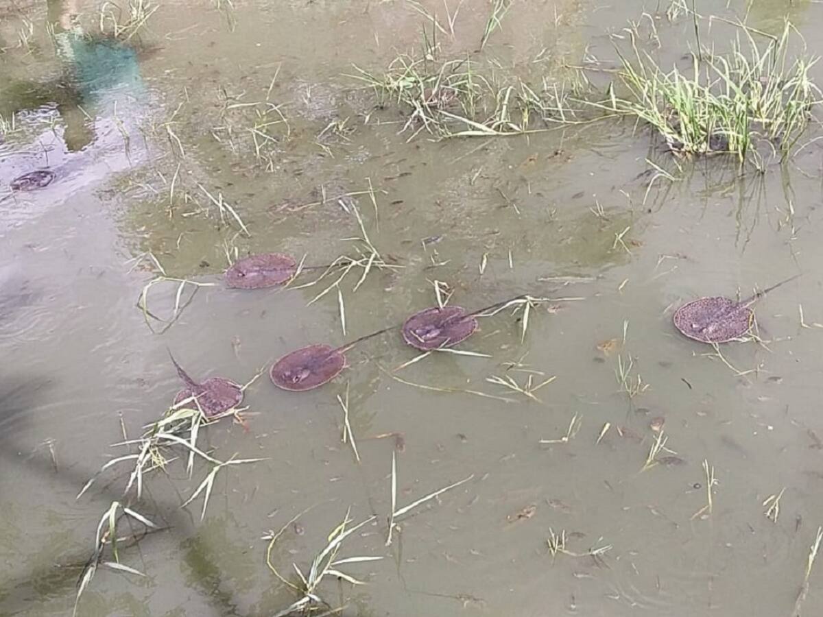 Denuncian mortandad de especies en el embalse El Guájaro
