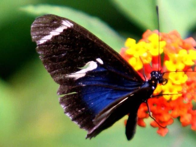 Educación y conservación de la mano con las mariposas