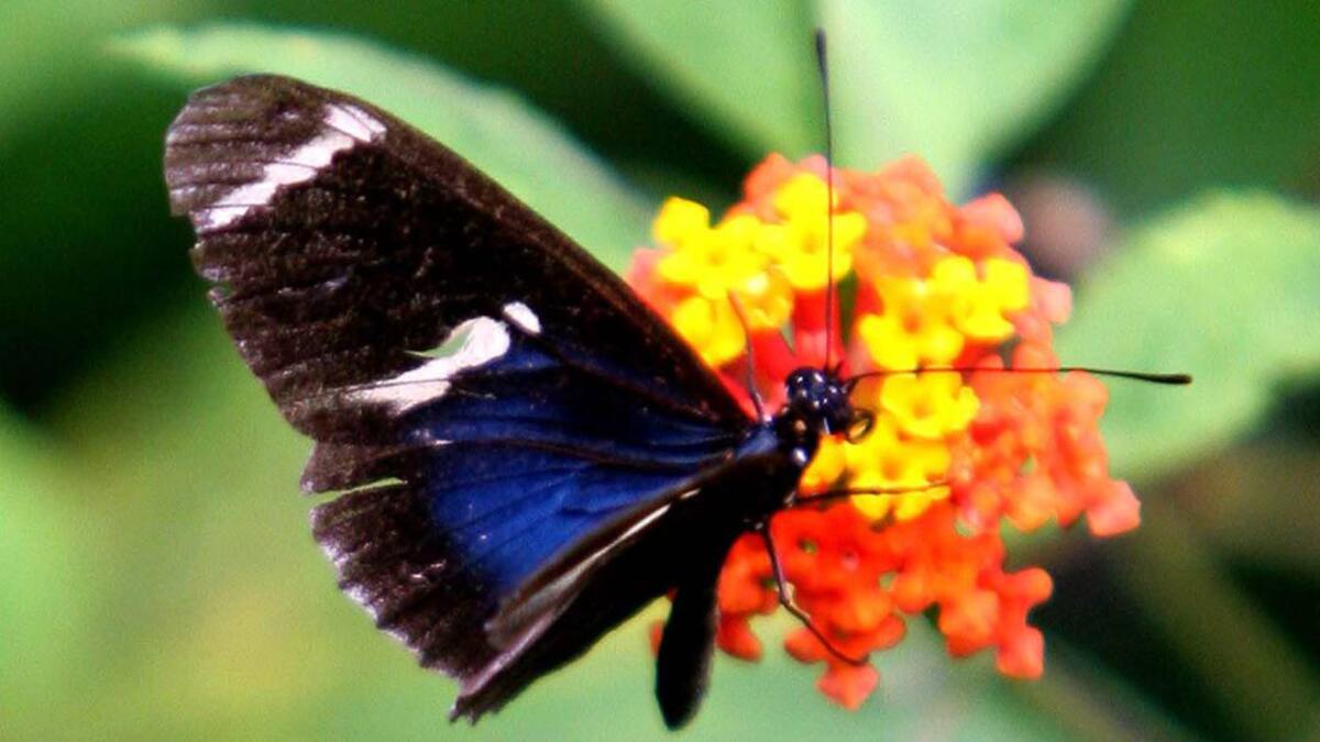 Educación y conservación de la mano con las mariposas