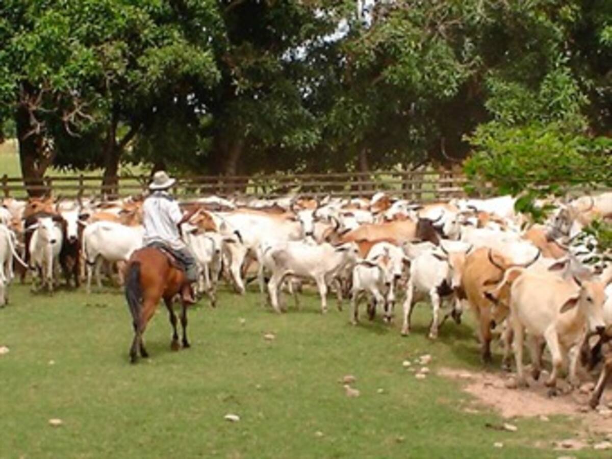 Piden intervención de Cancillería tras robo de 1.200 reses en la frontera