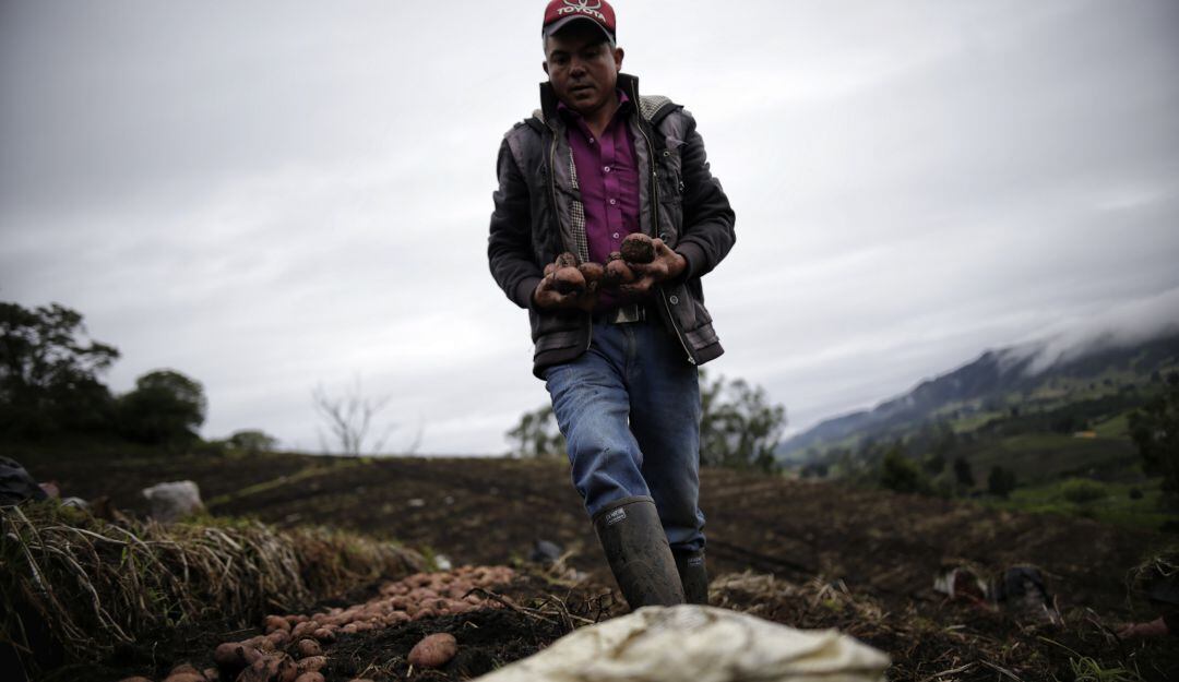Producción de papas.