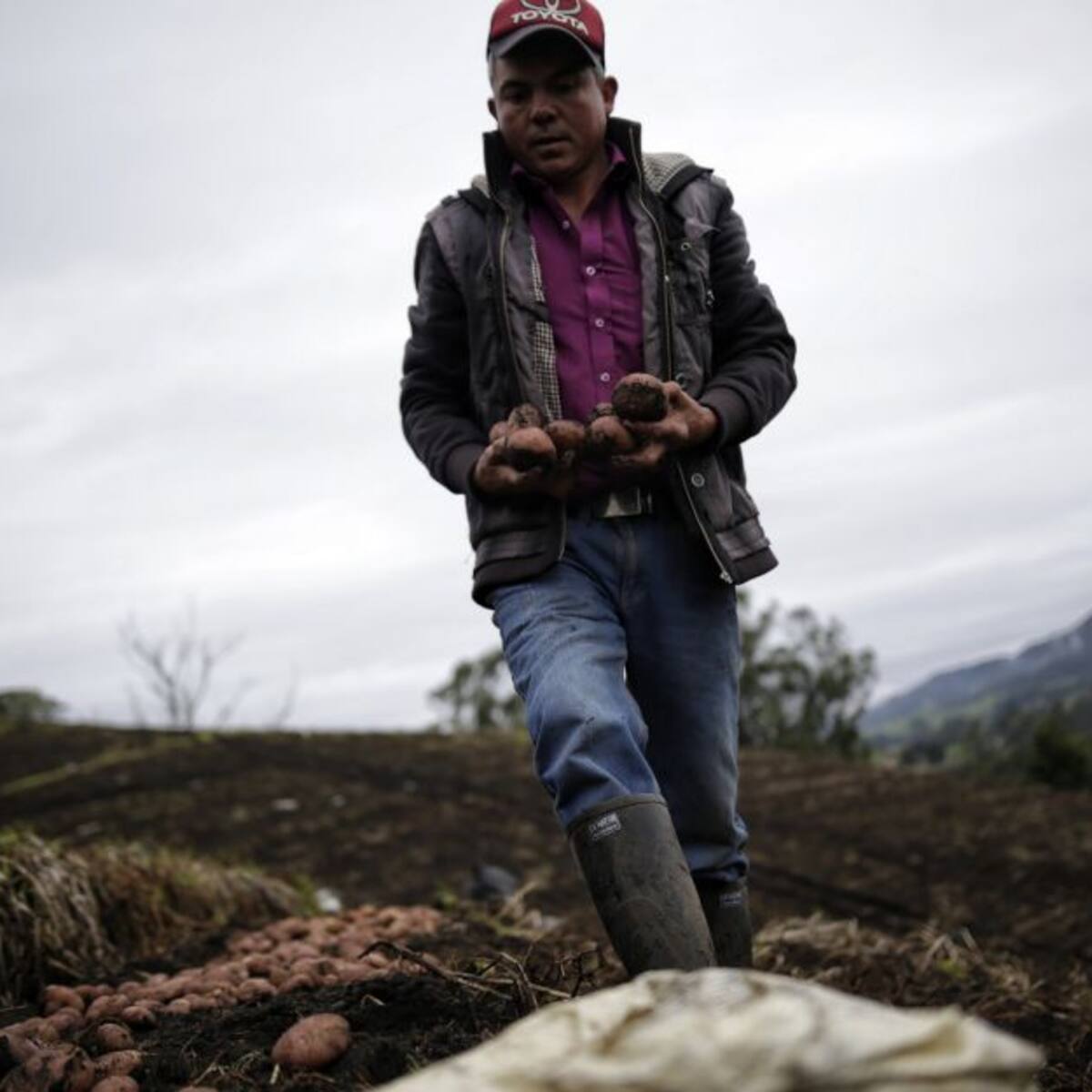 Cultivos de papa en zonas de páramo son defendidos por Fedepapa