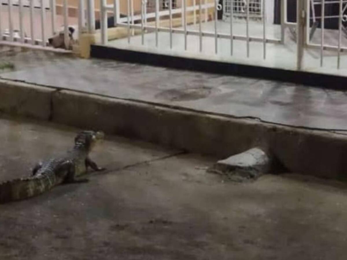 VIDEO: La babilla y el oso hormiguero que violaron la cuarentena