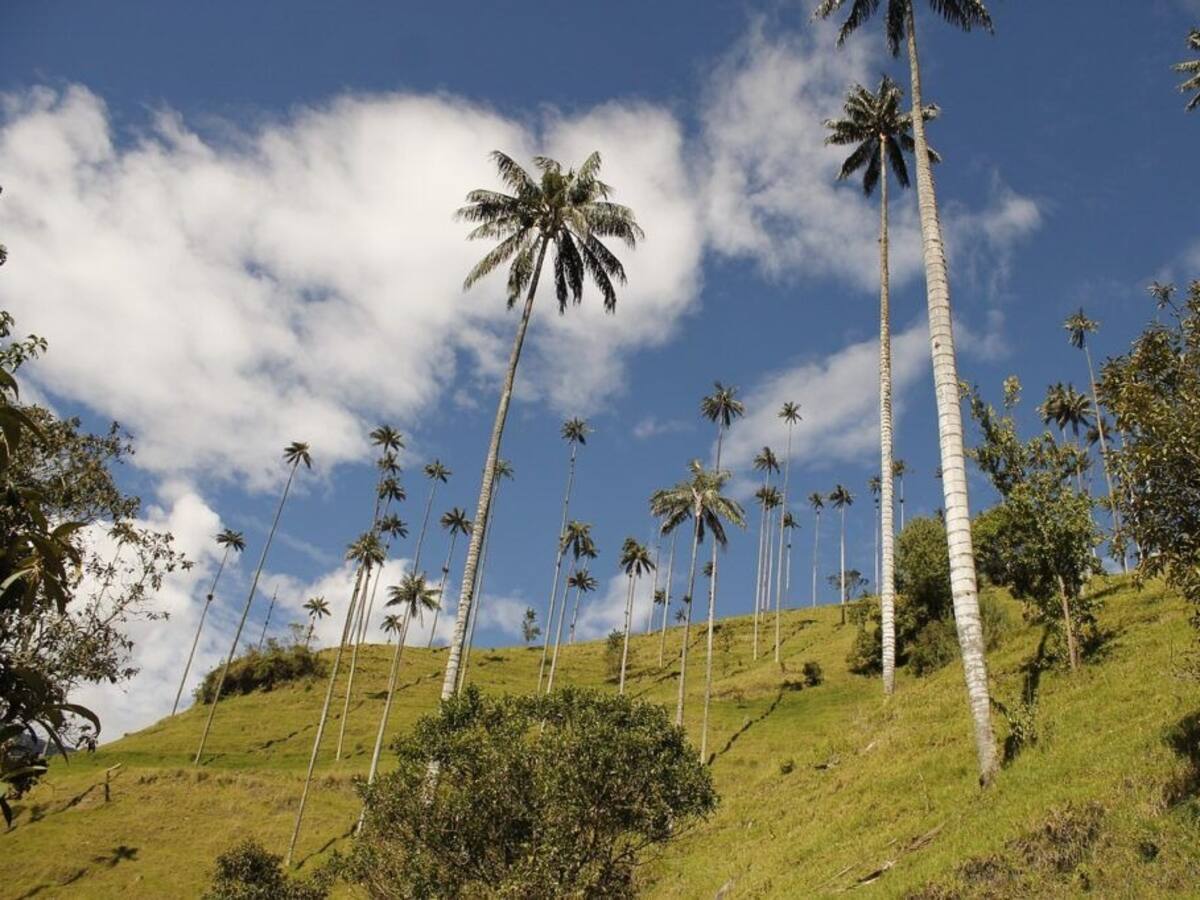 Autoridades realizan operativos para evitar comercialización de la palma de cera