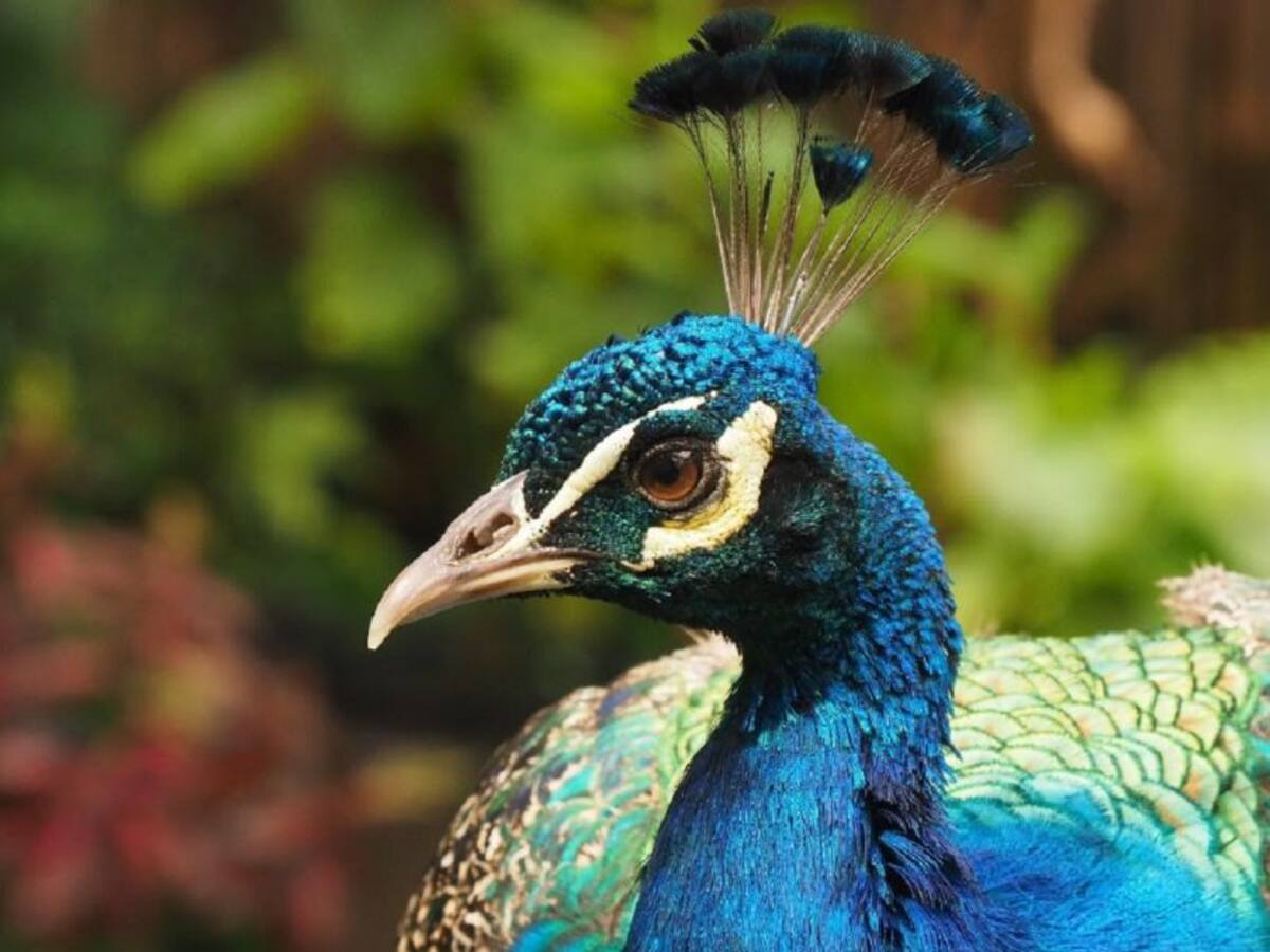 Medellín invierte 162 millones para cuidado de los animales del Zoológico