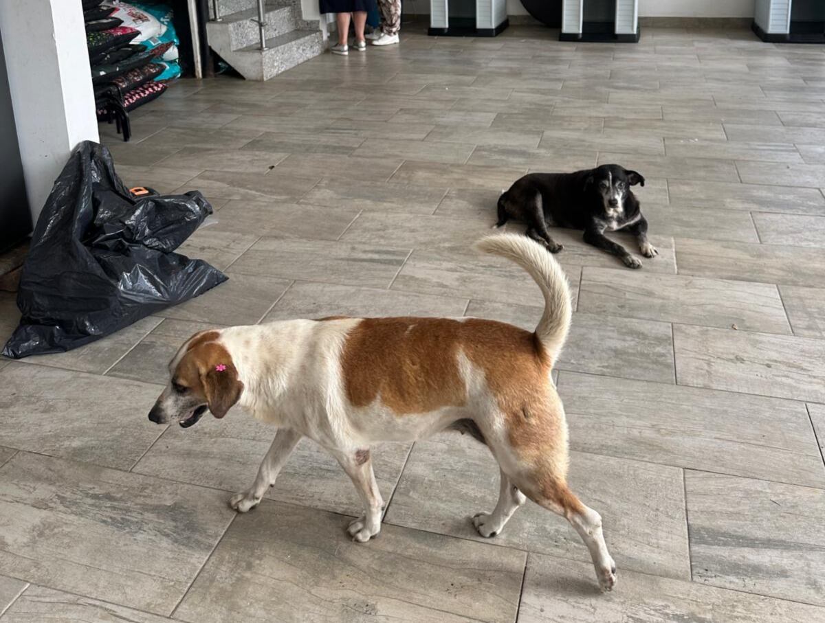 Albergue para caninos y felinos de Muzo. Foto: Suministrada