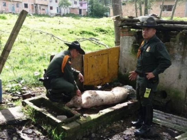 Detectan matadero clandestino de cerdos en Pasto