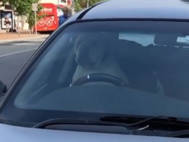 ¡Inteligente! Este perro tocó la bocina del auto de su dueño para apurarlo