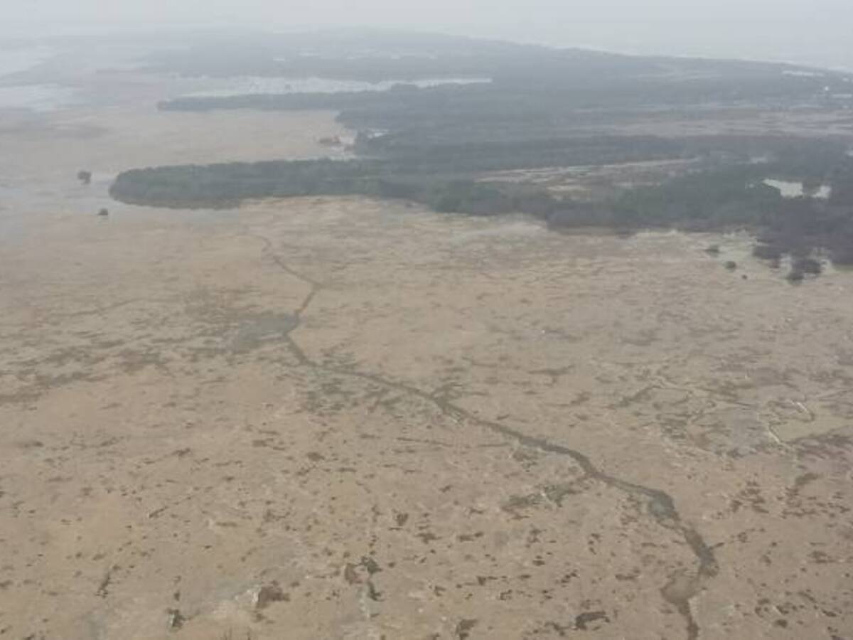 Un cementerio de manglares en la Ciénaga Grande