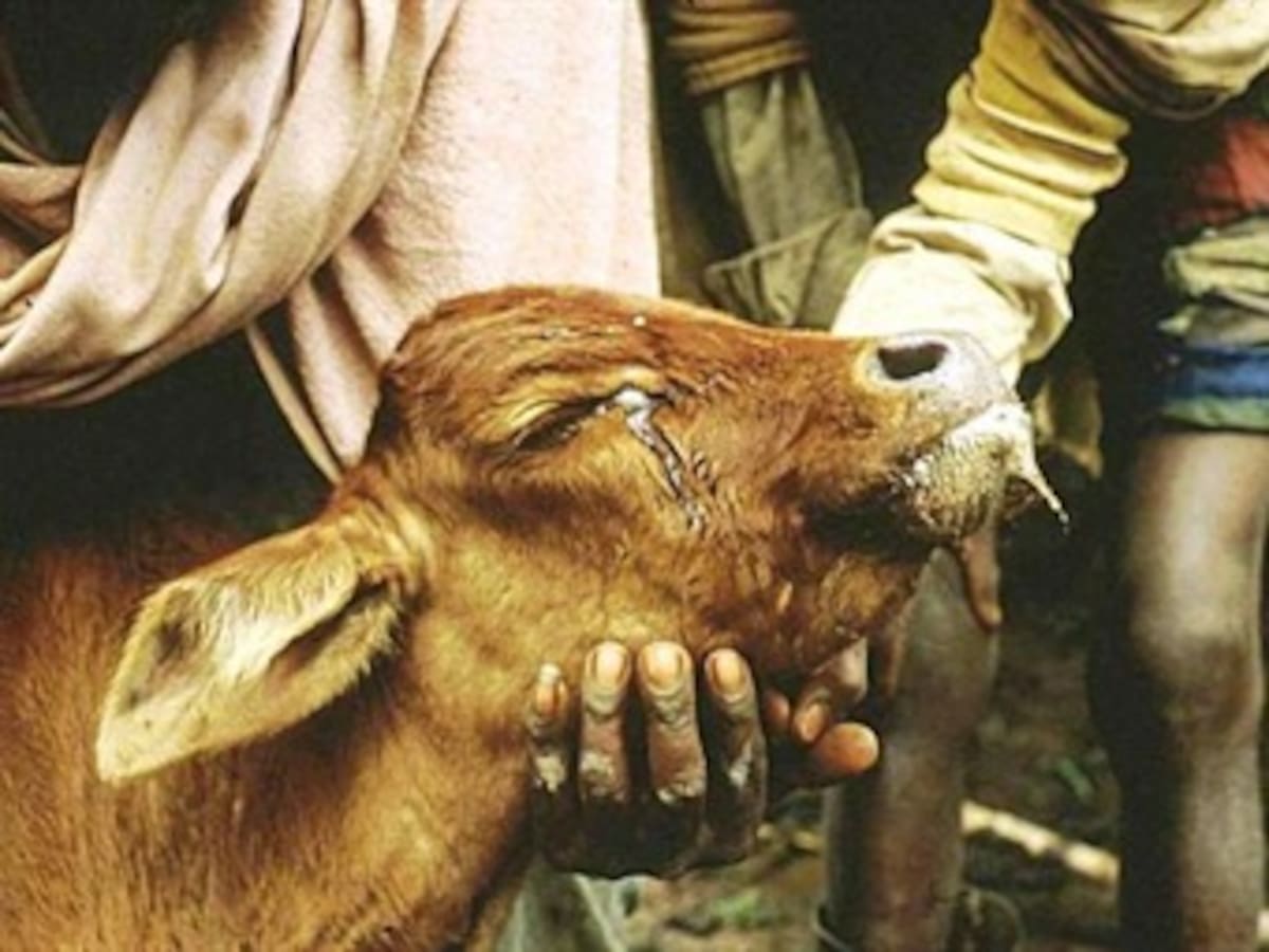 Peste bovina fue erradicada en el mundo