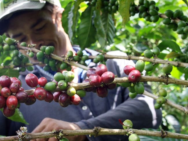 En un 6% creció la producción de café en el mes de mayo