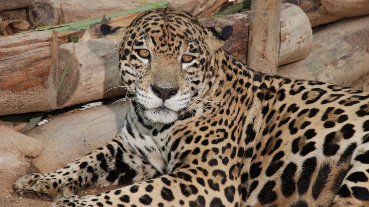 Jaguar sigue atacando a resguardo indígena y hay alerta en Cubará, Boyacá