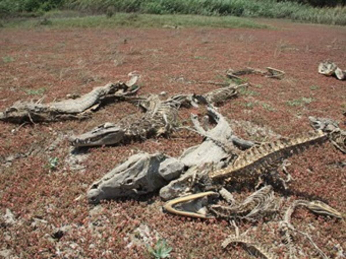 La sequía ha provocado más de 10.000 reses muertas en Cesar