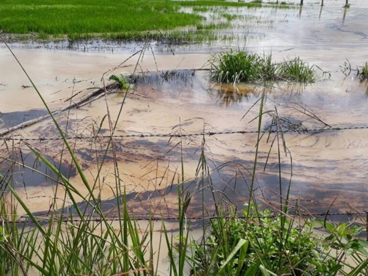 Derrame de petróleo ocasiona desastre ambiental en Yopal