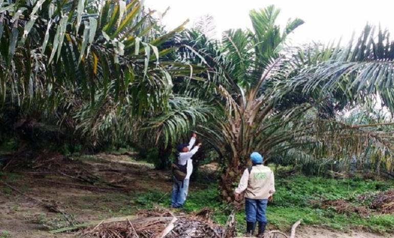 Plantaciones de palma en Magdalena