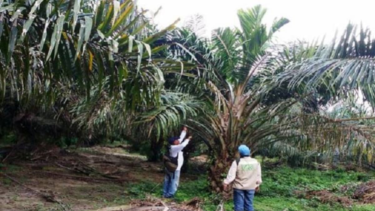 Una plaga amenaza la palma de aceite en Magdalena