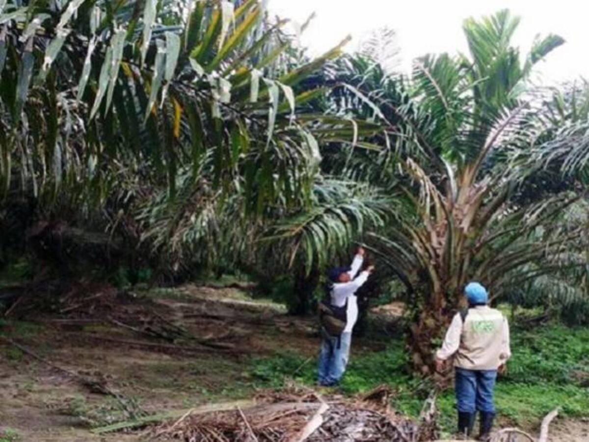 Una plaga amenaza la palma de aceite en Magdalena