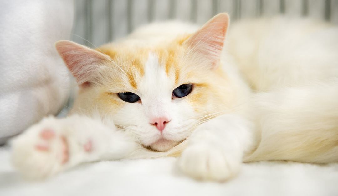 ¿A los gatos le gusta dormir en los pies de las personas?