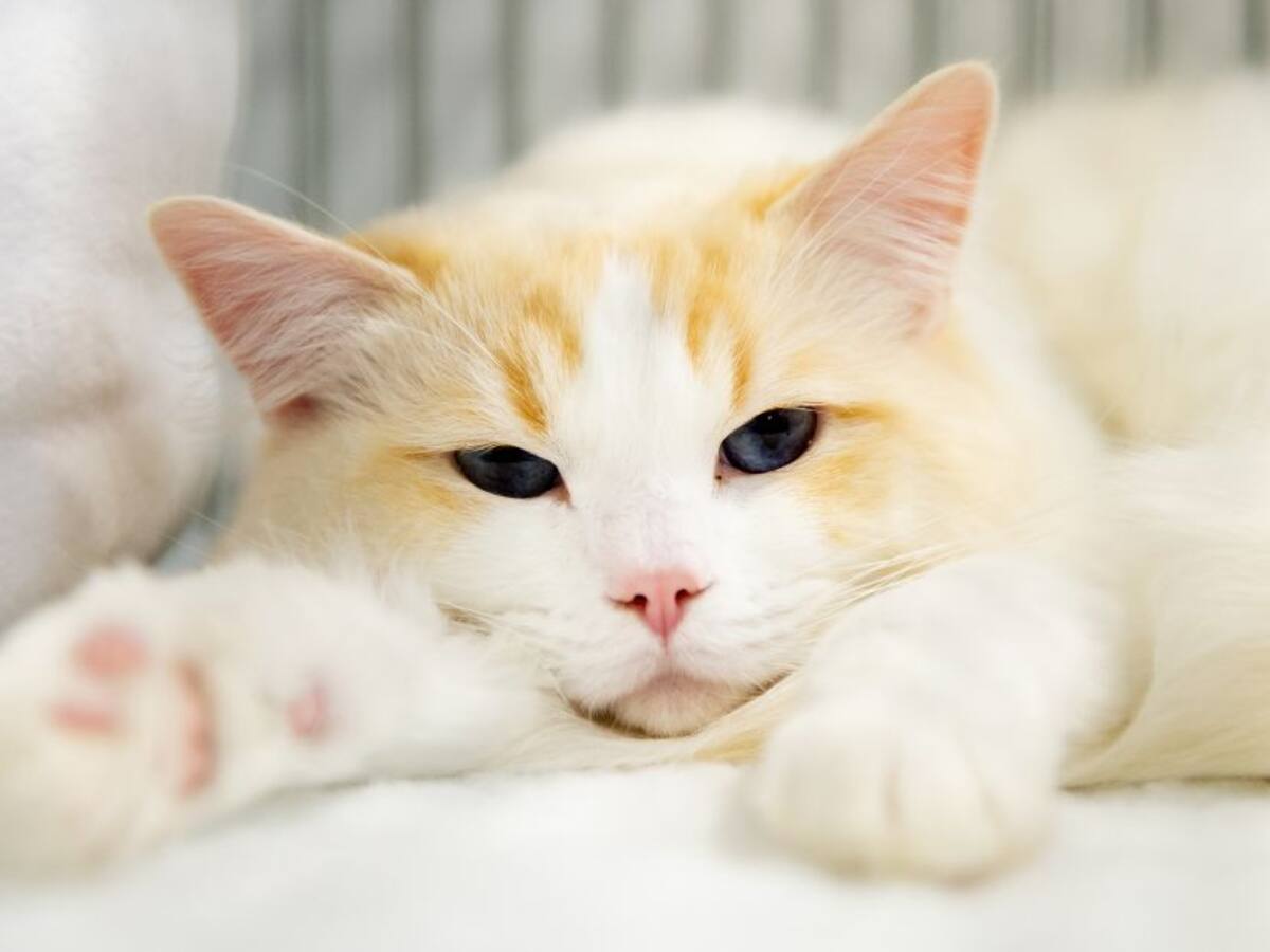 ¿A los gatos le gusta dormir en los pies de las personas? Explicación científica