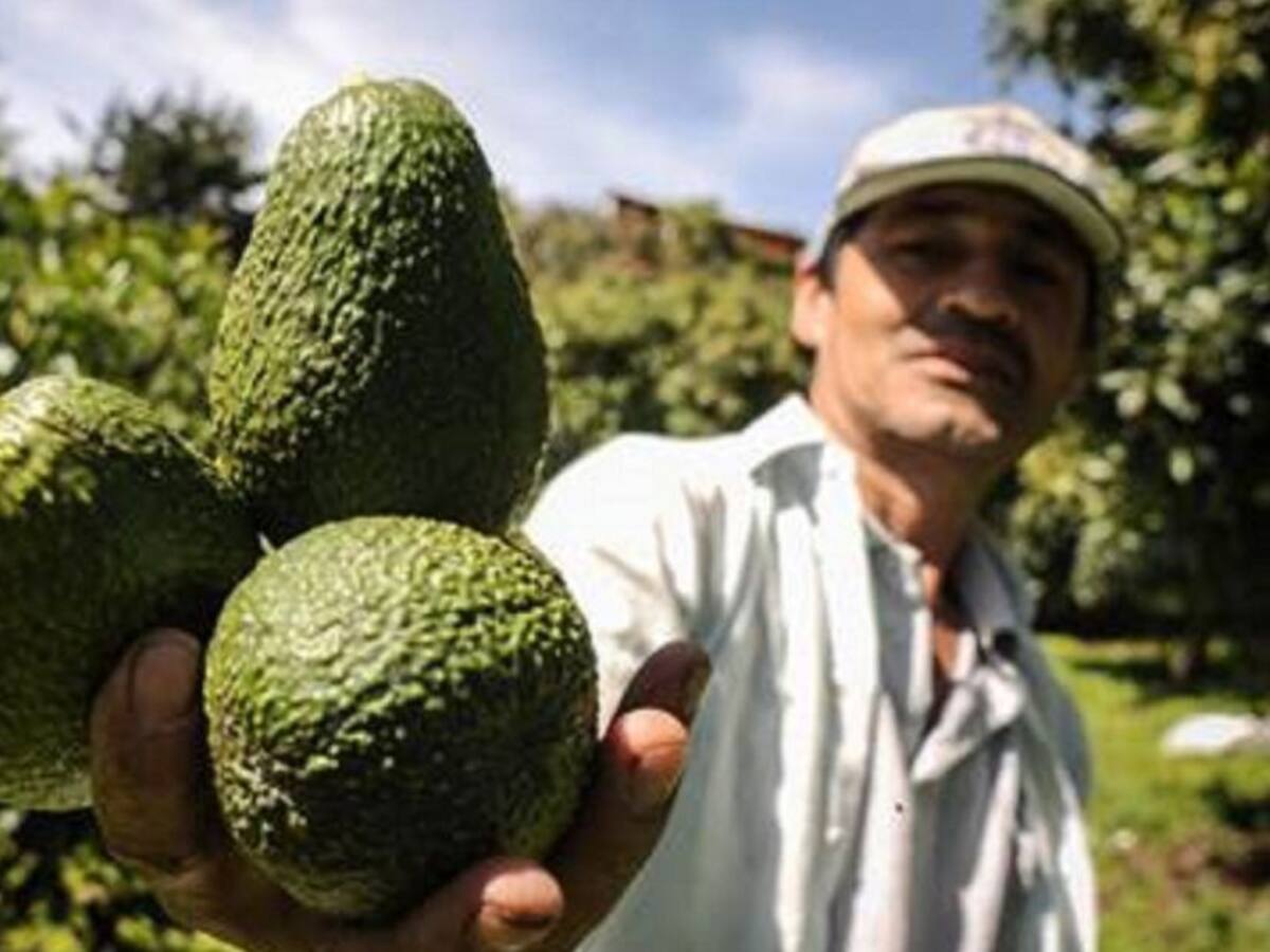 Managro adquiere operaciones de la empresa vallecaucana Pacific Fruits