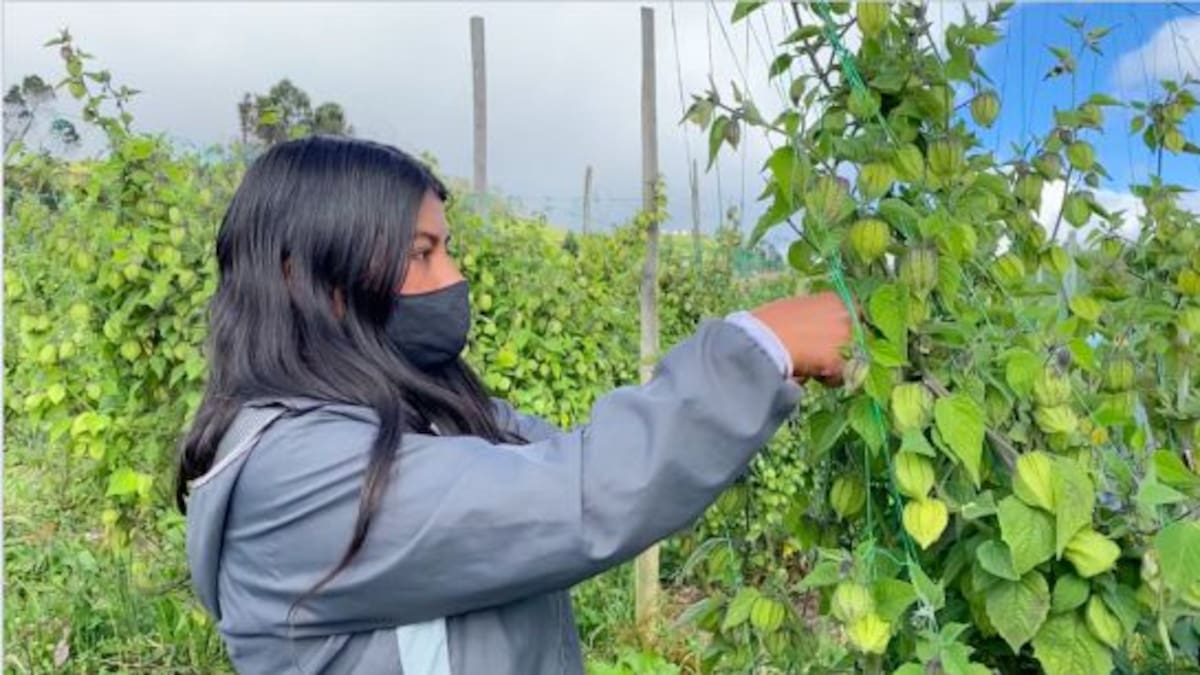 Exportaciones de uchuva iniciaron el 2026 con tendencia al alza