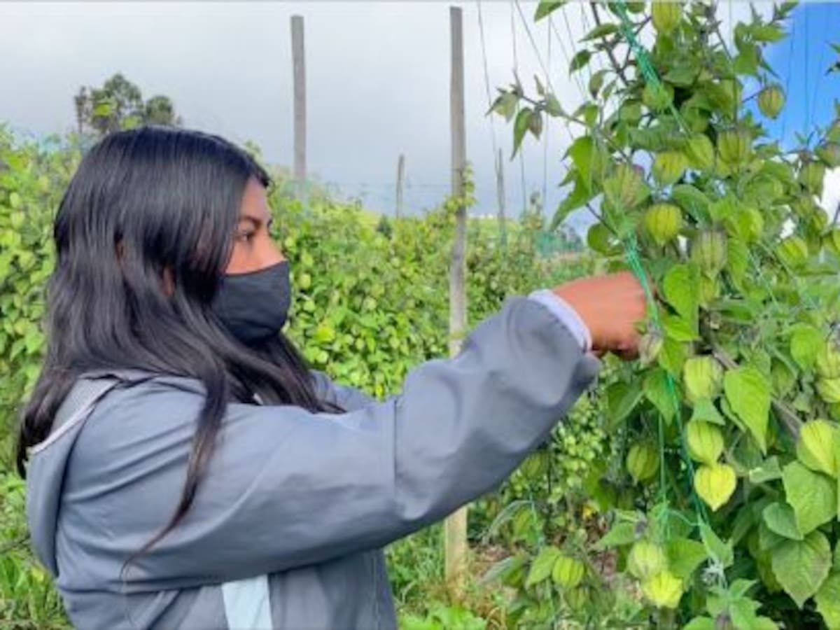 Exportaciones de uchuva iniciaron el 2026 con tendencia al alza