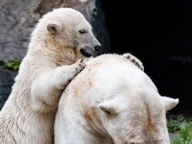 Hallado en Rusia un oso polar hambriento a 800 km de su hábitat natural