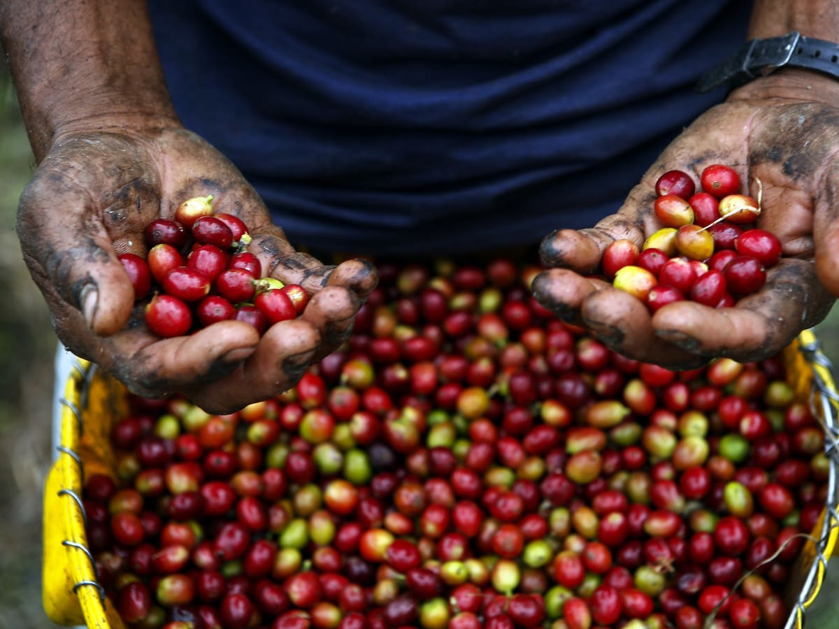 Sector cafetero del Quindío cerró 2025 con balance mixto por efectos del clima