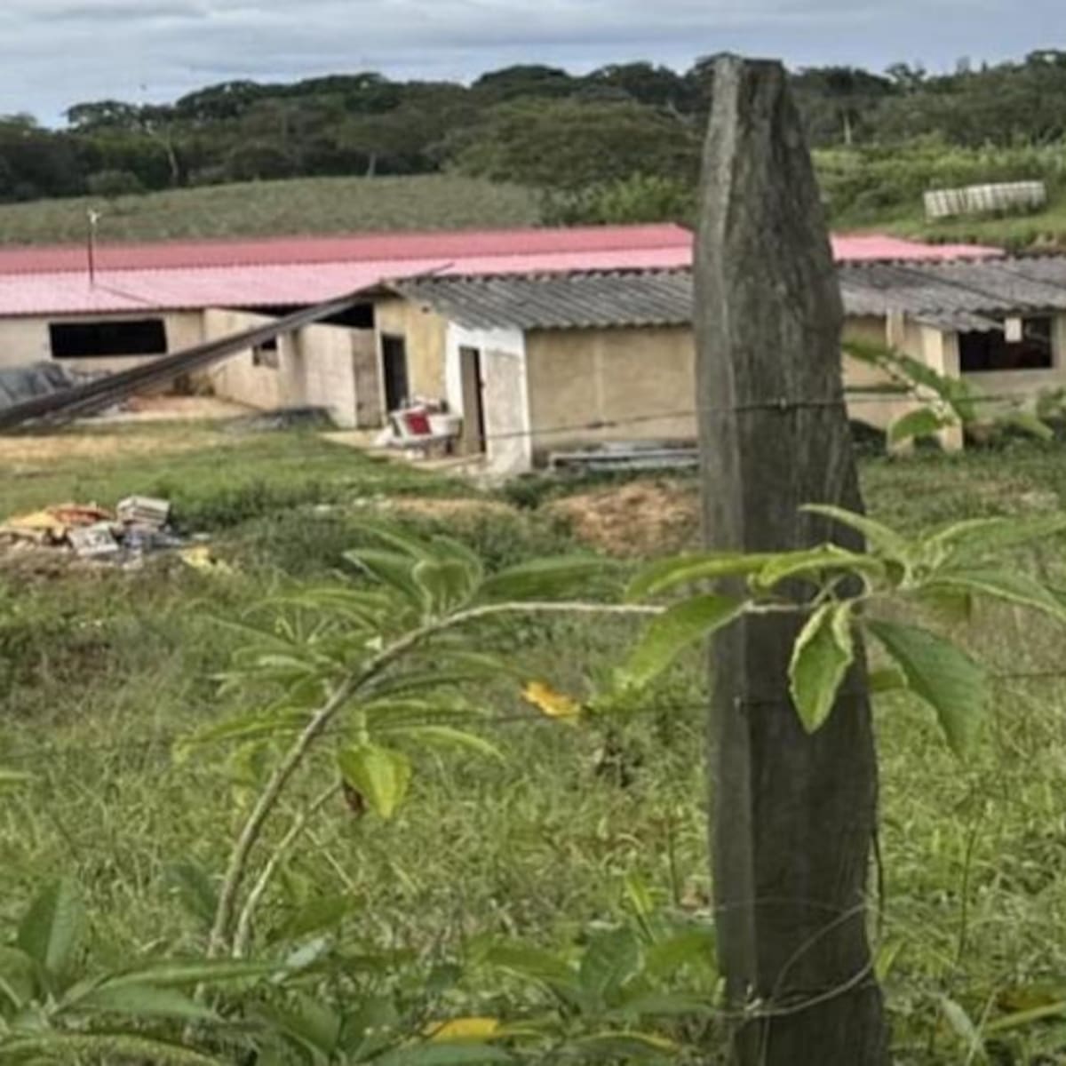 Habitantes de Santana, Boyacá, denuncian presunta contaminación ambiental por criadero de cerdos
