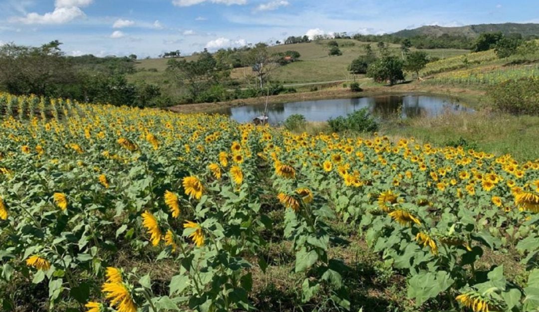 Campo de Girasoles en San Jacinto, Bolívar 
