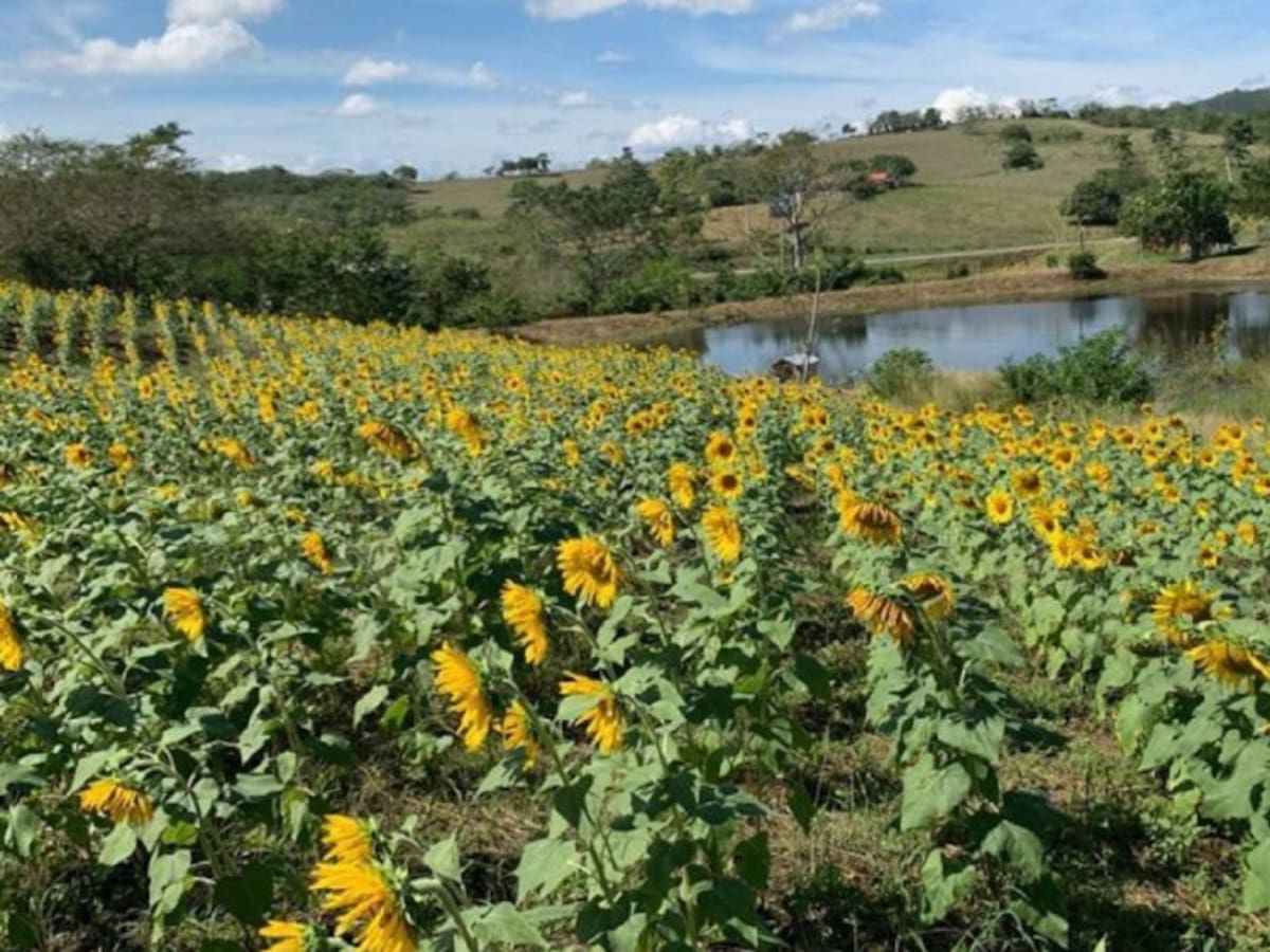 Campo de girasoles: el nuevo atractivo de los Montes de María en Bolívar