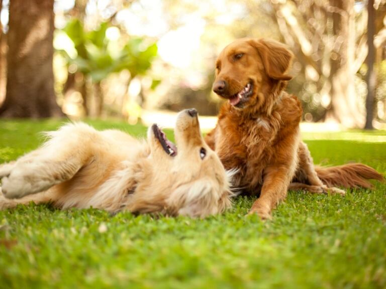 Perros jugando // Getty Images