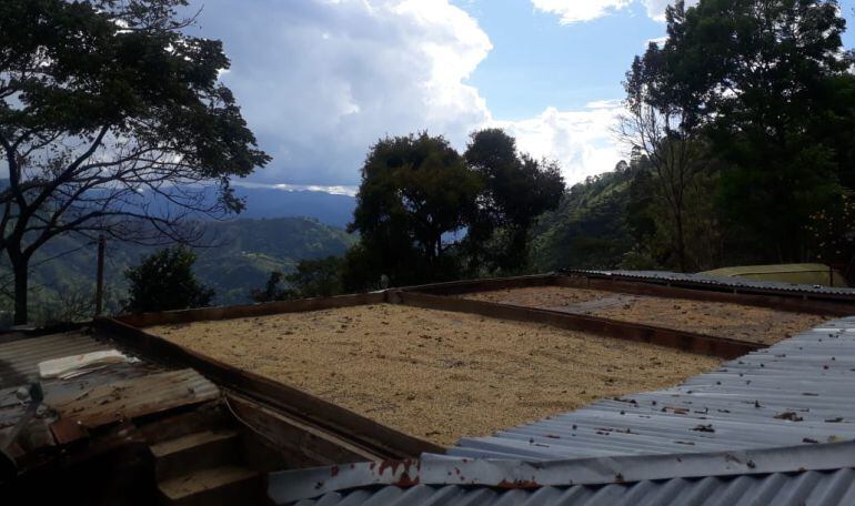 Secado de café en la finca de Quindío.