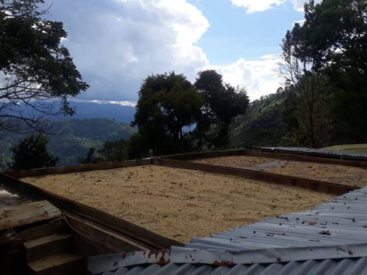 De Buenavista, Quindío, otro gran emprendimiento de cafés especiales