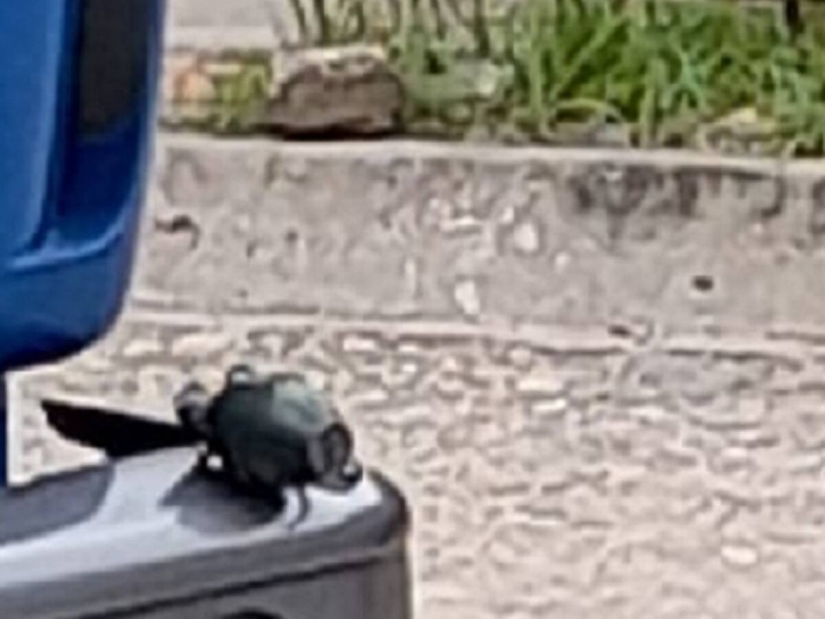 Abandonan granada cerca a estación de policía en Tibú