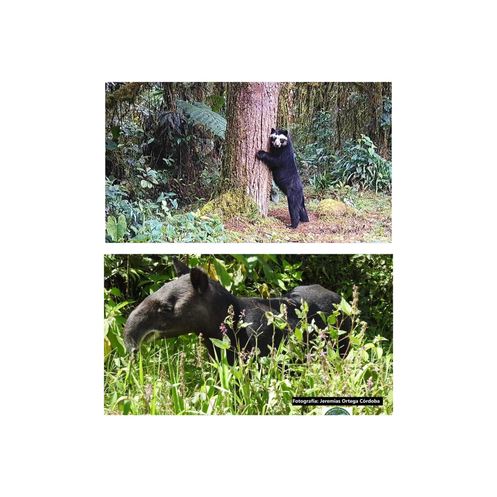 se contará con la participación de miembros del grupo especialista de osos.